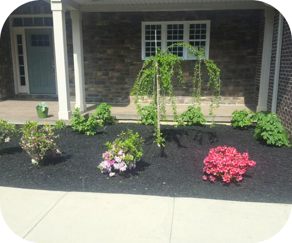 beautiful garden bed with florals and trees